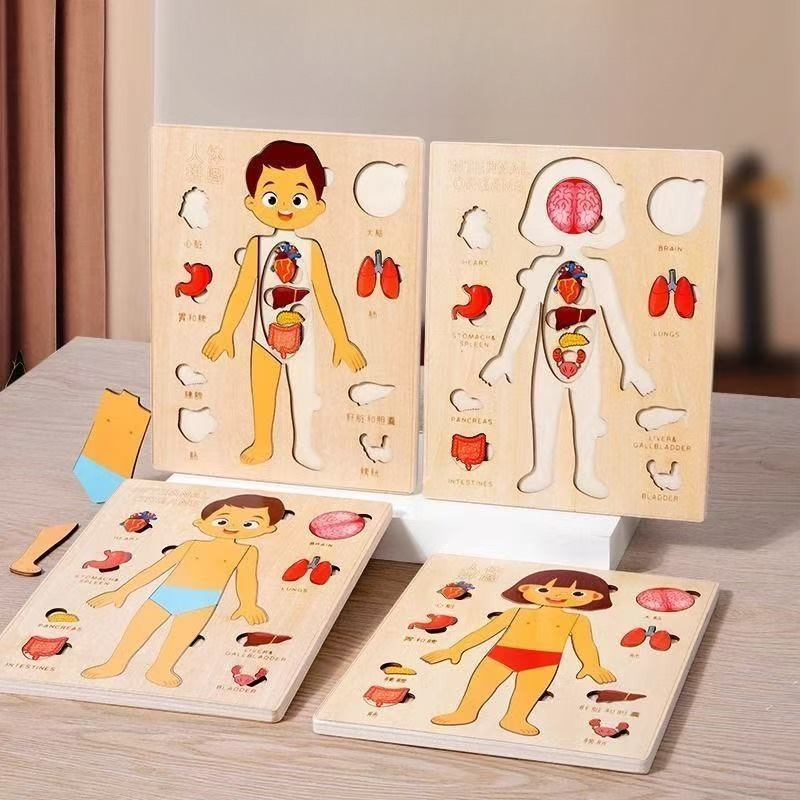 Human Body Puzzle - Montessori Bulmacalar Meşgul Tahtası İnsan Vücudu