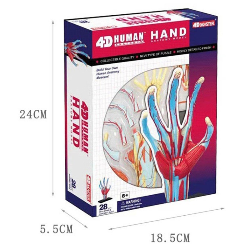 Human Body Puzzle - 4d Usta İnsan Eli Kemik kas