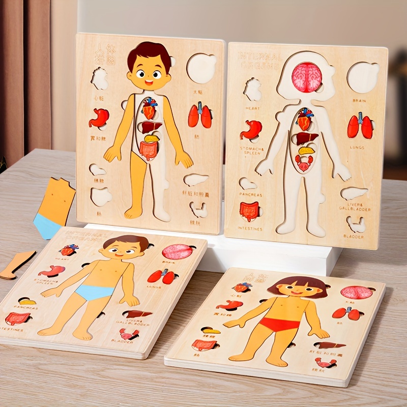 Human Body Puzzle - Çocuklar için insan vücudu bulmacalar ahşap