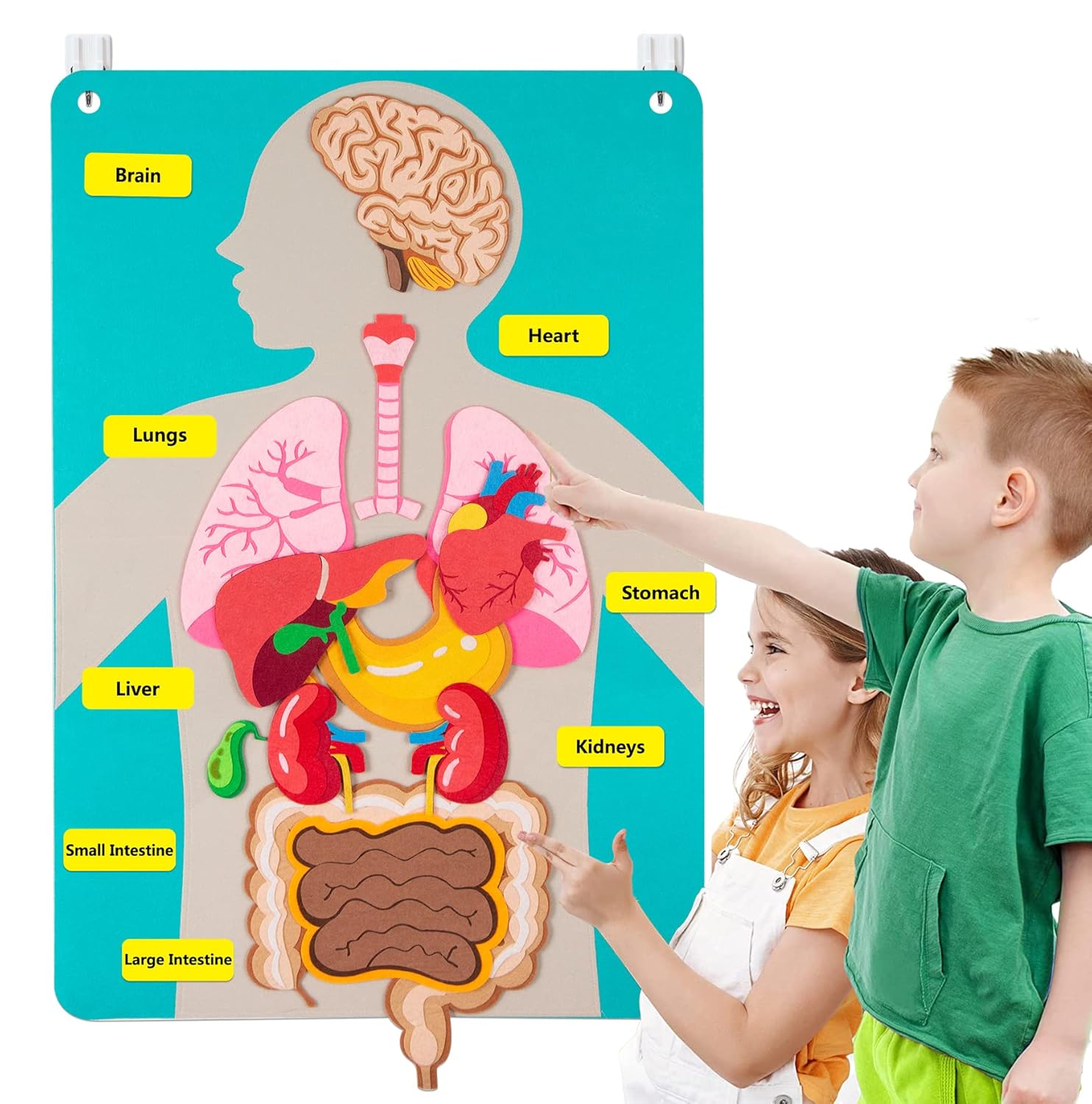 Human Body Puzzle - İnsan Vücudu Parçaları Keçe Tahta Hikayeleri