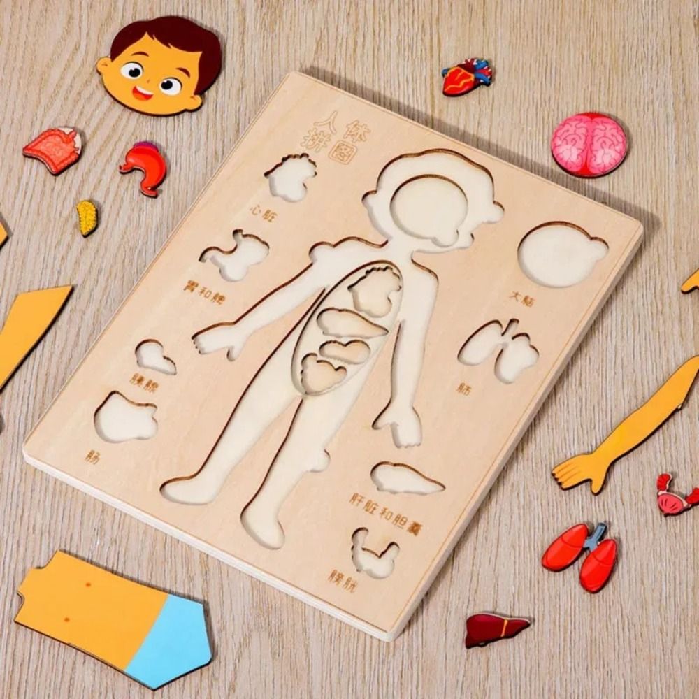 Human Body Puzzle - YENİ Öğrenme Tahtası Montessori Bulmacaları Ahşap
