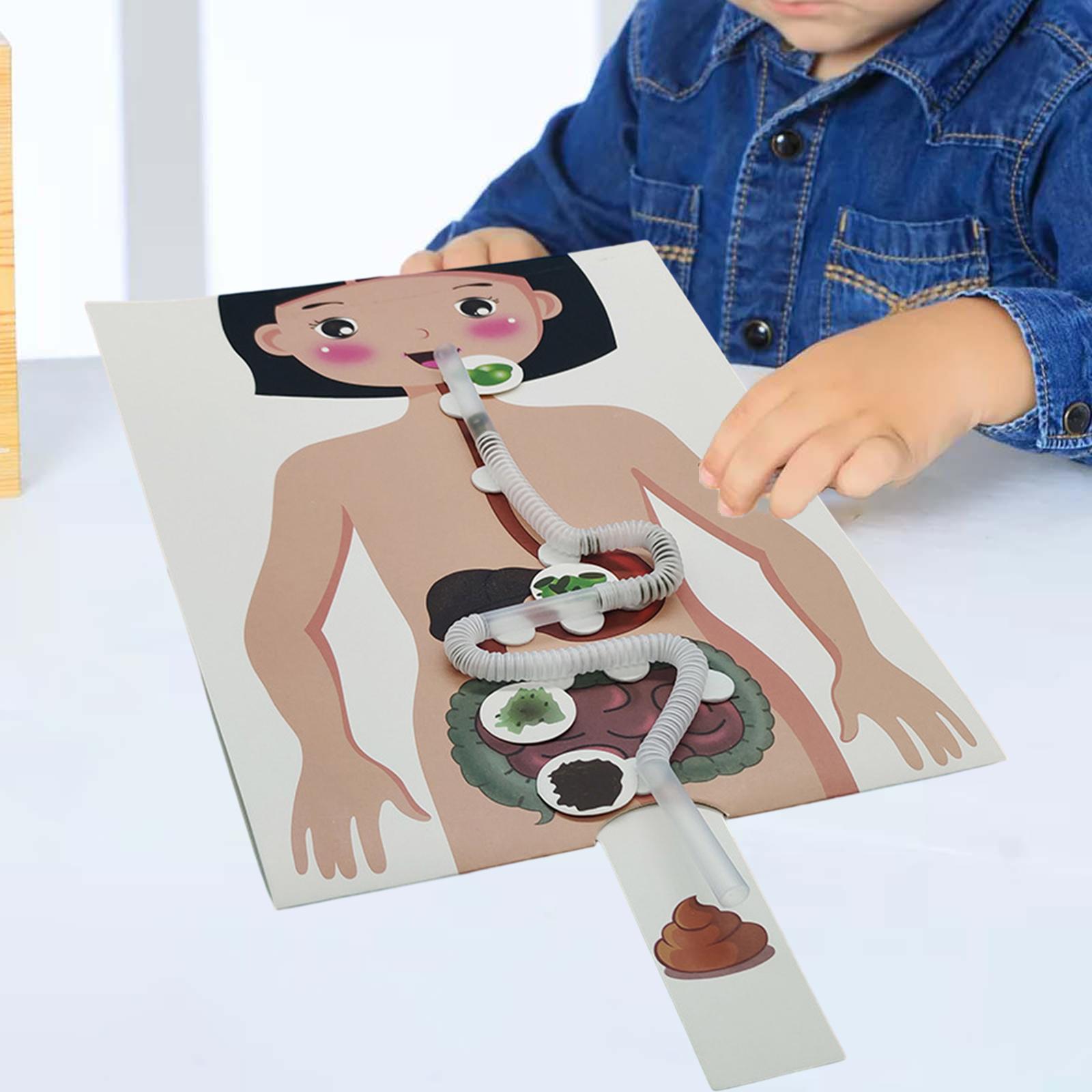 Human Body Puzzle - İnsan Sindirim Sistemi Modeli, İnsan Vücudu