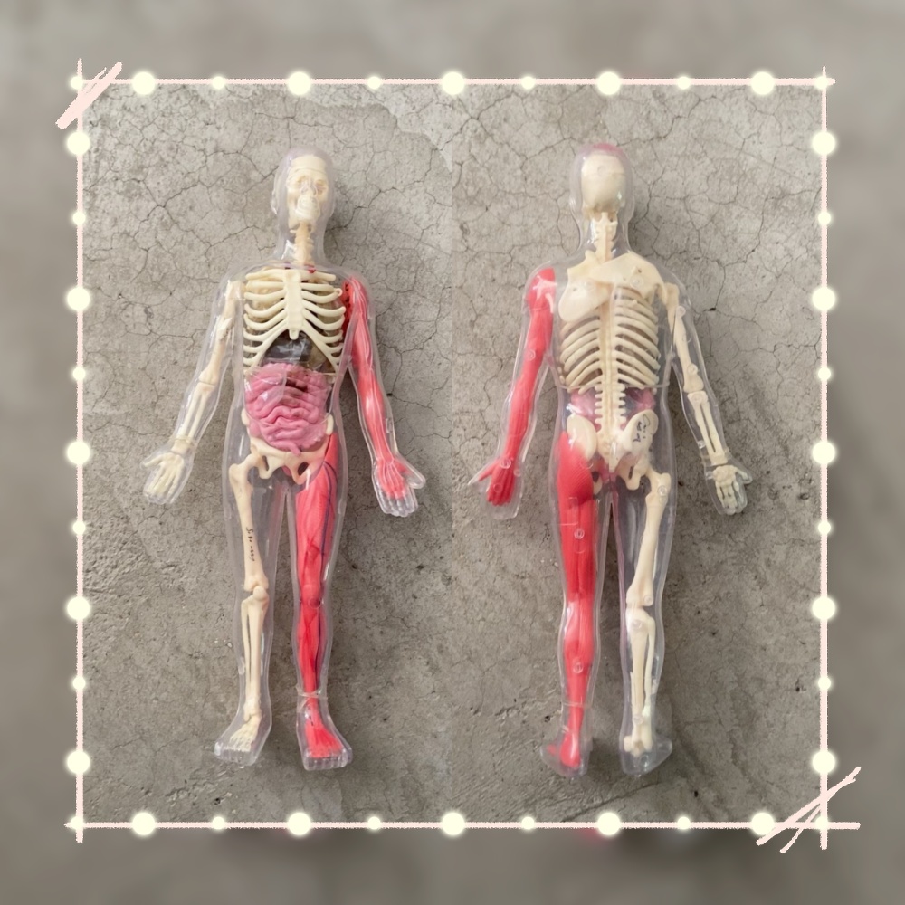 Human Body Puzzle - Stokta Mevcut Varsayılan Kusurlu Orijinal Gevşek