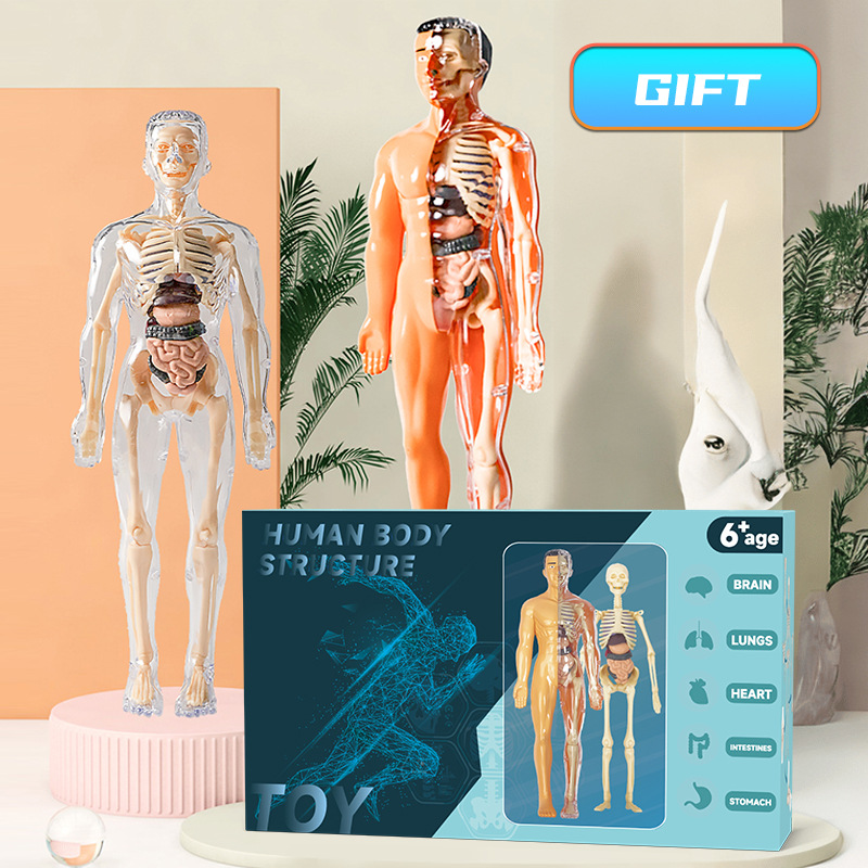 Human Body Puzzle - 3D insan Torso modeli çocuk anatomik