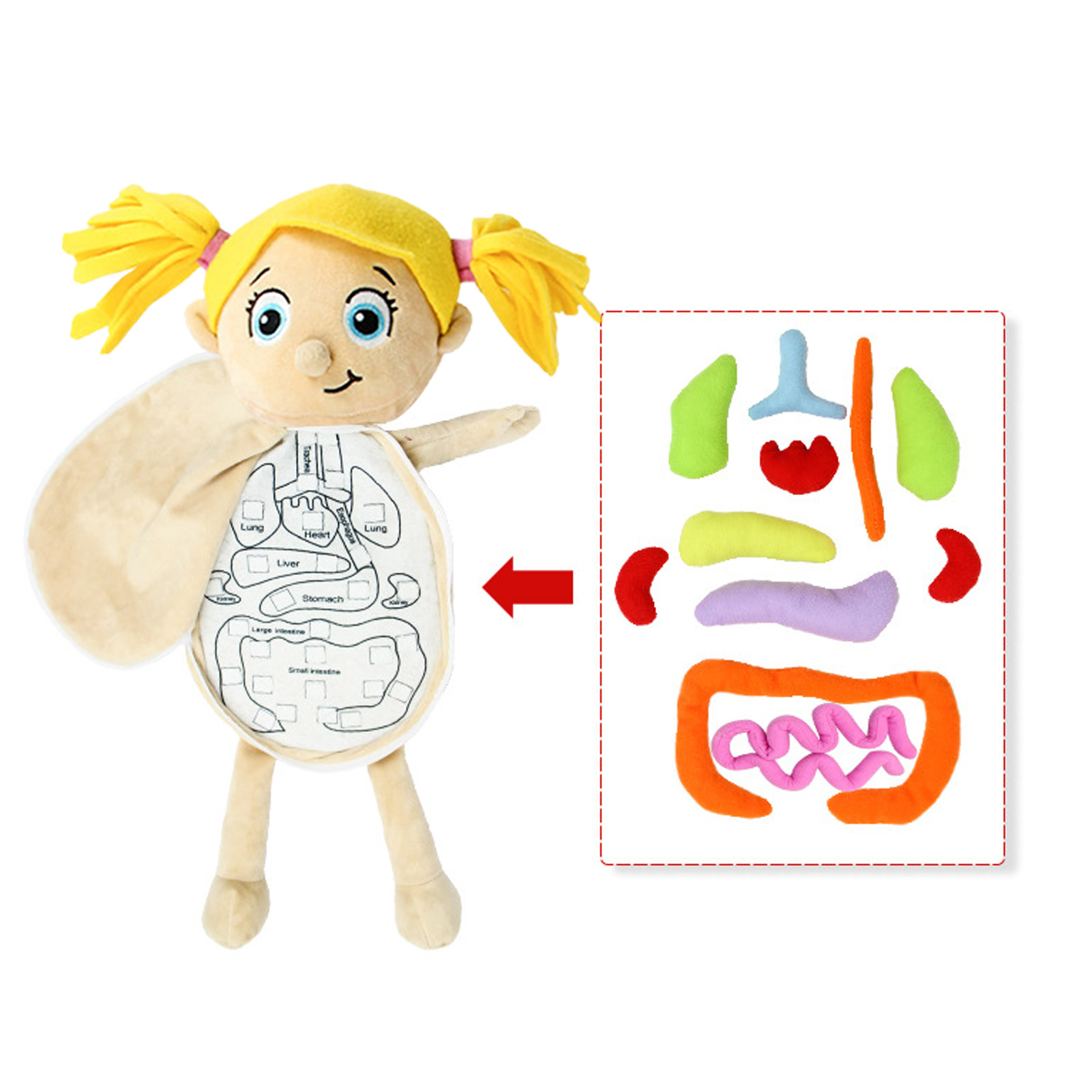 Human Body Puzzle - Çocuk Montessori Oyuncakları 3D Bulmaca İnsan