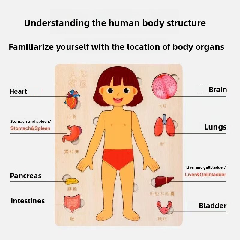 Montessori Bulmacalar Meşgul T - Human Body Puzzle incelemesi ve fiyatı