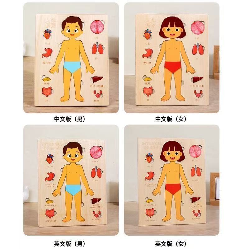Montessori Bulmacalar Meşgul T - Human Body Puzzle incelemesi ve fiyatı