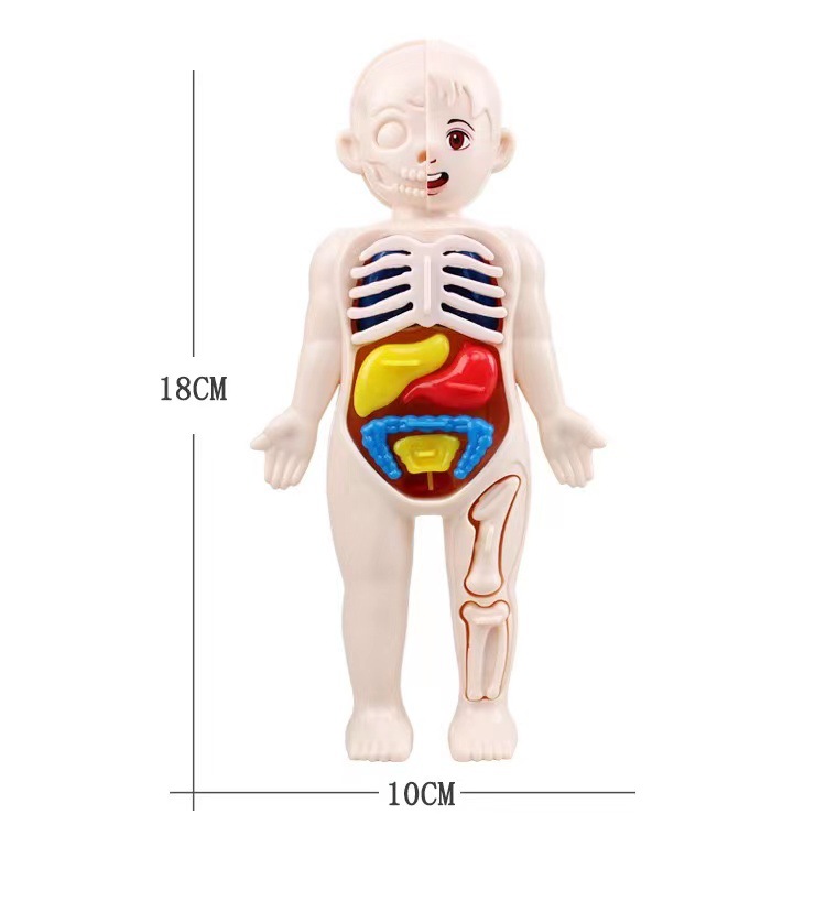 Montessori 3D Bulmaca 14 adet  - Human Body Puzzle incelemesi ve fiyatı
