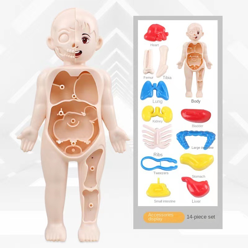 Montessori 3D Bulmaca 14 adet  - Human Body Puzzle incelemesi ve fiyatı