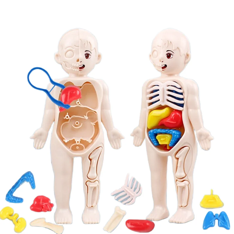 Montessori 3D Bulmaca 14 adet  - Human Body Puzzle incelemesi ve fiyatı