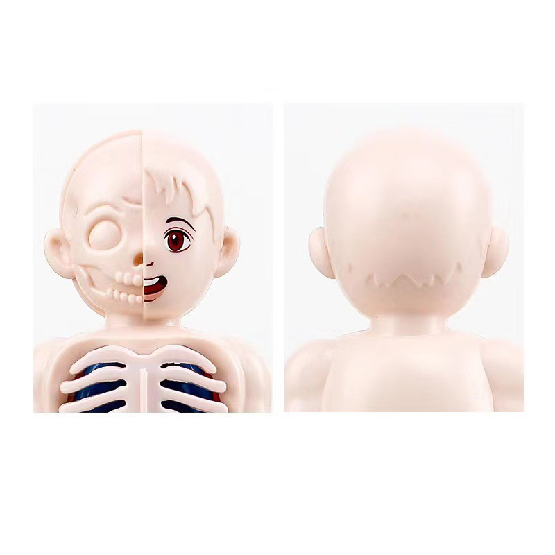 Montessori 3D Bulmaca 14 adet  - Human Body Puzzle incelemesi ve fiyatı
