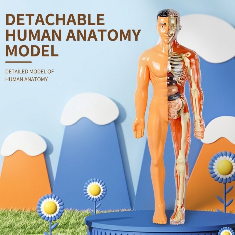 İlkokul DIY İnsan Vücudu Model - Human Body Puzzle incelemesi ve fiyatı