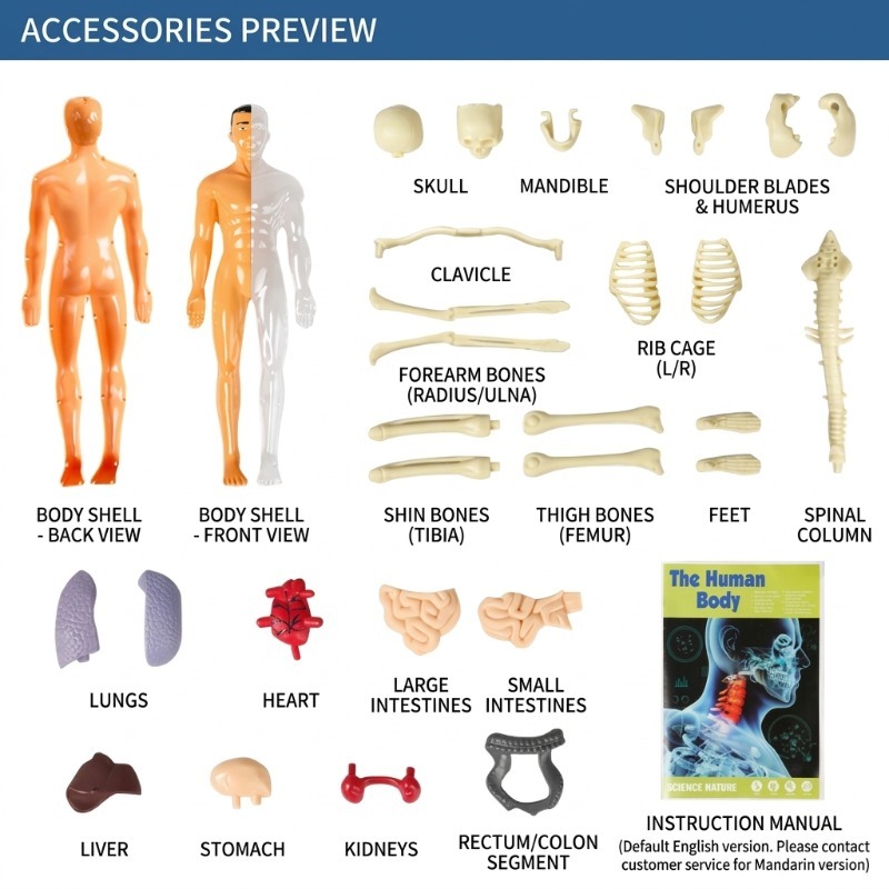 İlkokul DIY İnsan Vücudu Model - Human Body Puzzle incelemesi ve fiyatı