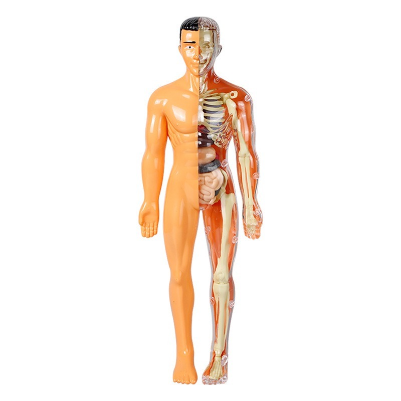 İlkokul DIY İnsan Vücudu Model - Human Body Puzzle incelemesi ve fiyatı