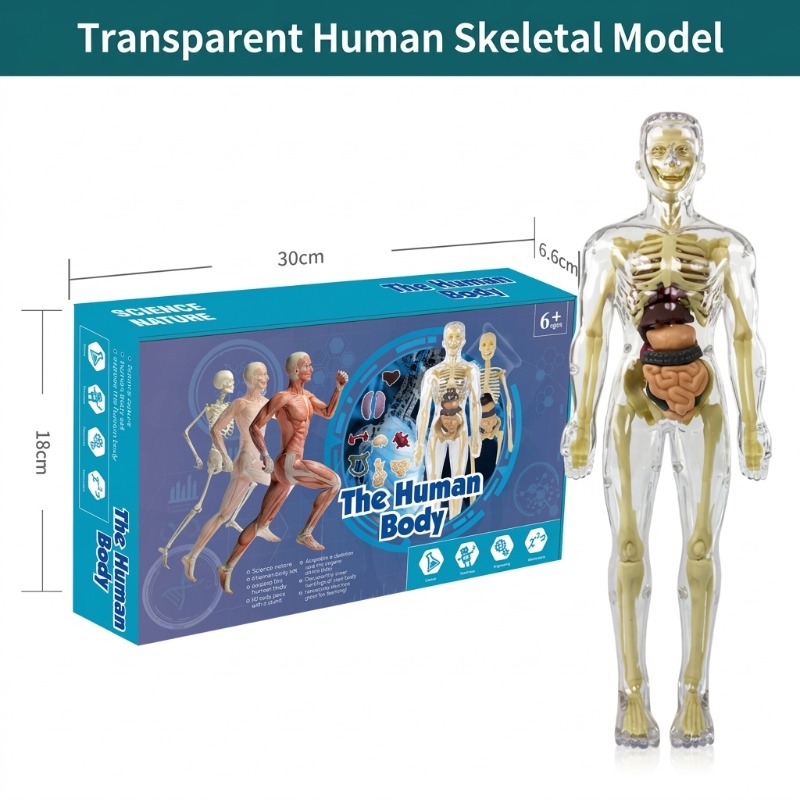 İlkokul DIY İnsan Vücudu Model - Human Body Puzzle incelemesi ve fiyatı