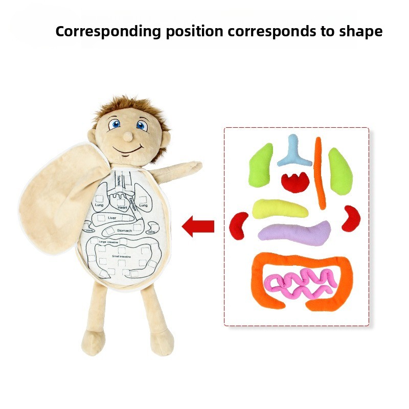 1 adet insan organı bilişsel b - Human Body Puzzle incelemesi ve fiyatı