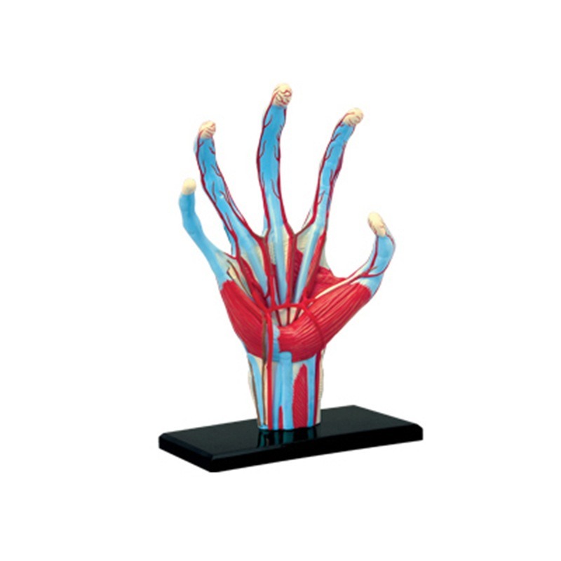4d Usta İnsan Eli Kemik kas Ka - Human Body Puzzle incelemesi ve fiyatı