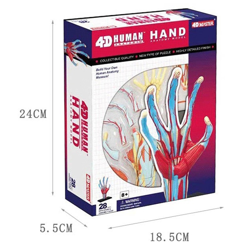 4d Usta İnsan Eli Kemik kas Ka - Human Body Puzzle incelemesi ve fiyatı