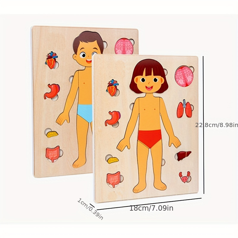 Çocuklar için insan vücudu bul - Human Body Puzzle incelemesi ve fiyatı
