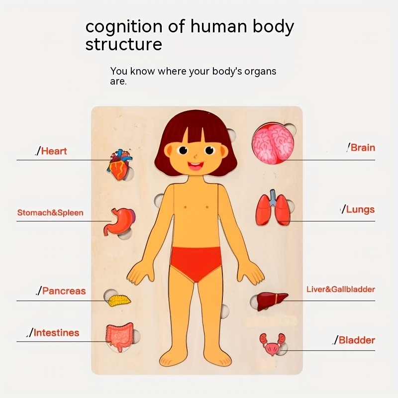 Çocuklar için insan vücudu bul - Human Body Puzzle incelemesi ve fiyatı