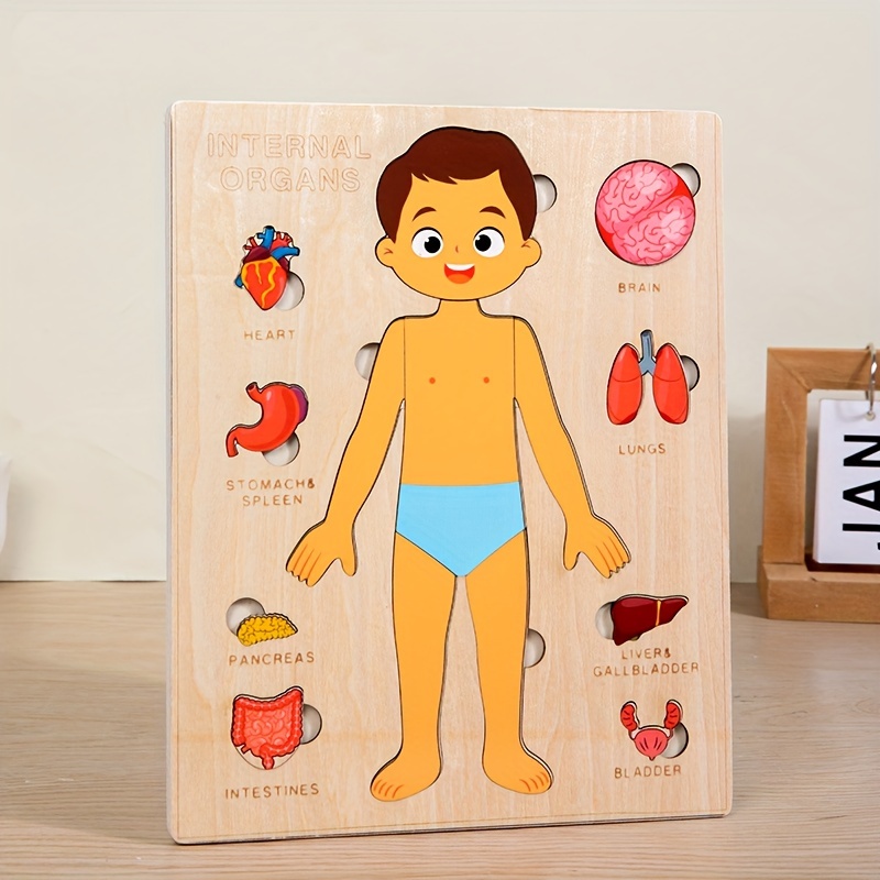 Çocuklar için insan vücudu bul - Human Body Puzzle incelemesi ve fiyatı