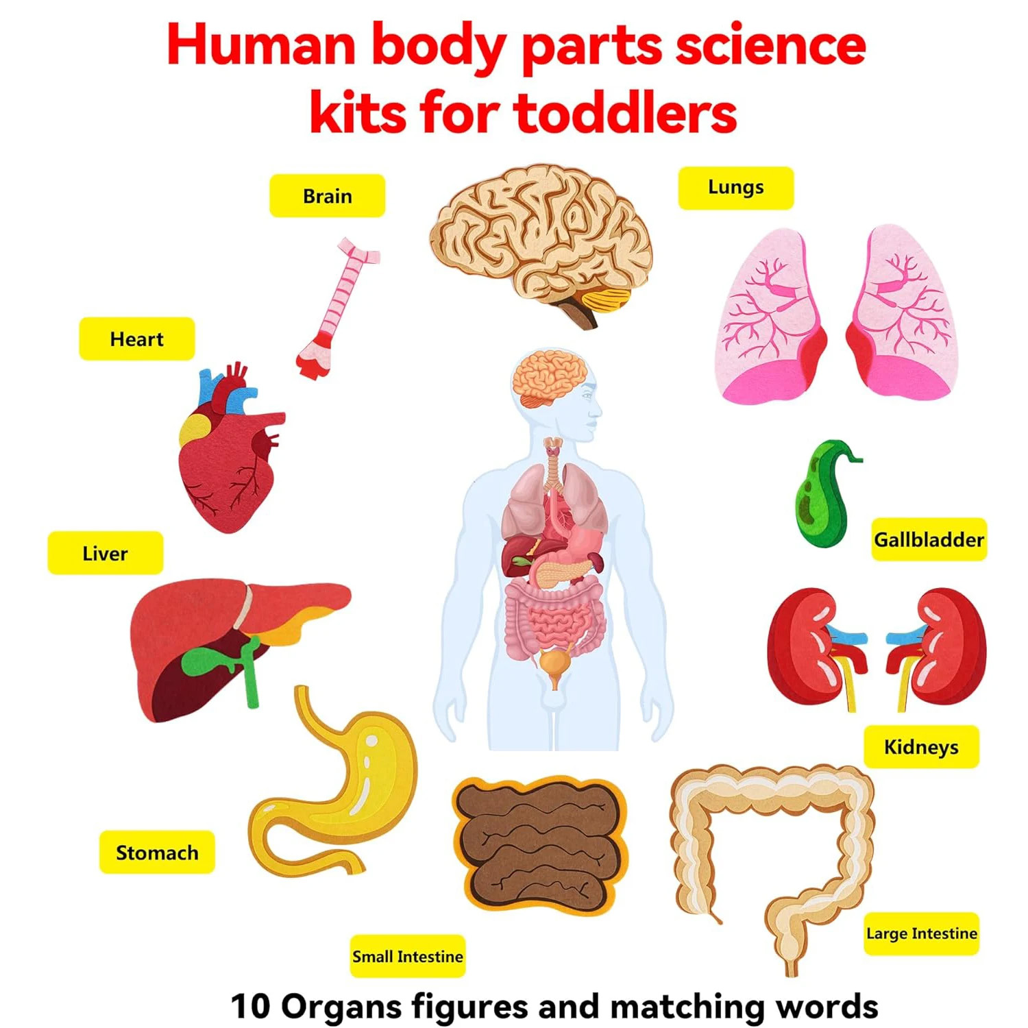 İnsan Vücudu Parçaları Keçe Ta - Human Body Puzzle incelemesi ve fiyatı
