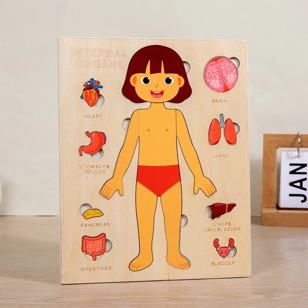 YENİ Öğrenme Tahtası Montessor - Human Body Puzzle incelemesi ve fiyatı