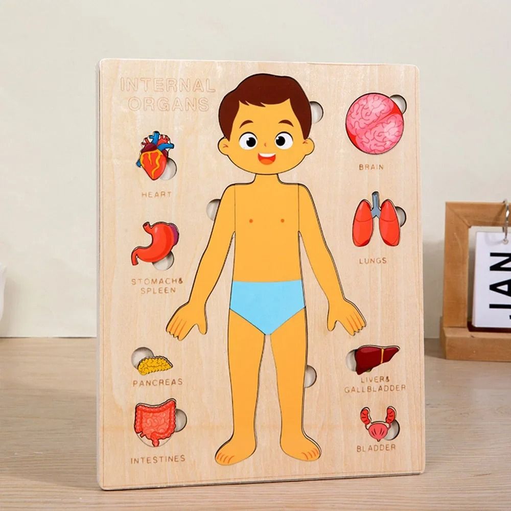 YENİ Öğrenme Tahtası Montessor - Human Body Puzzle incelemesi ve fiyatı