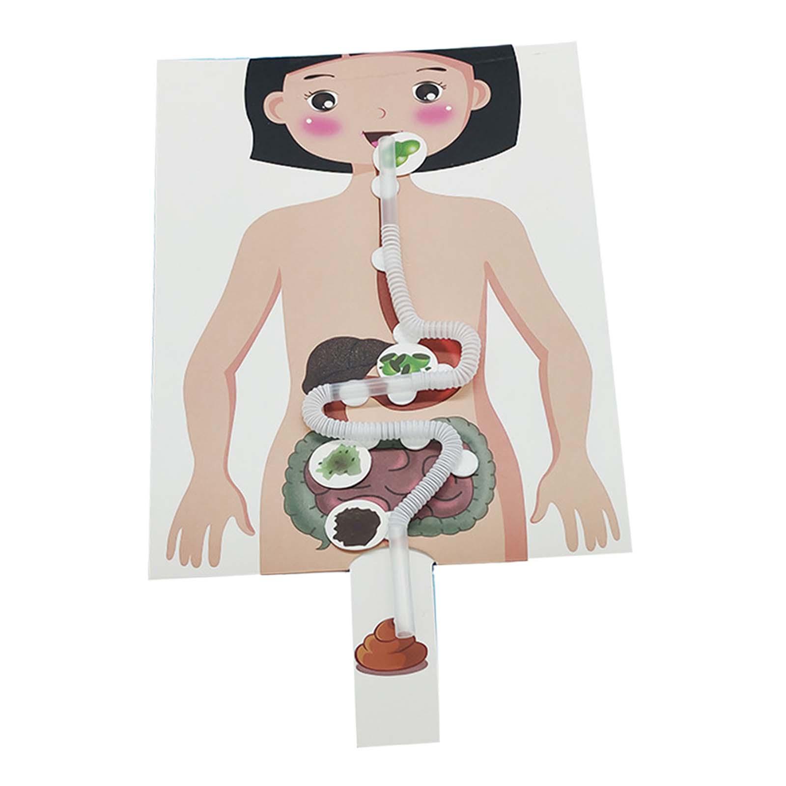 İnsan Sindirim Sistemi Modeli, - Human Body Puzzle incelemesi ve fiyatı