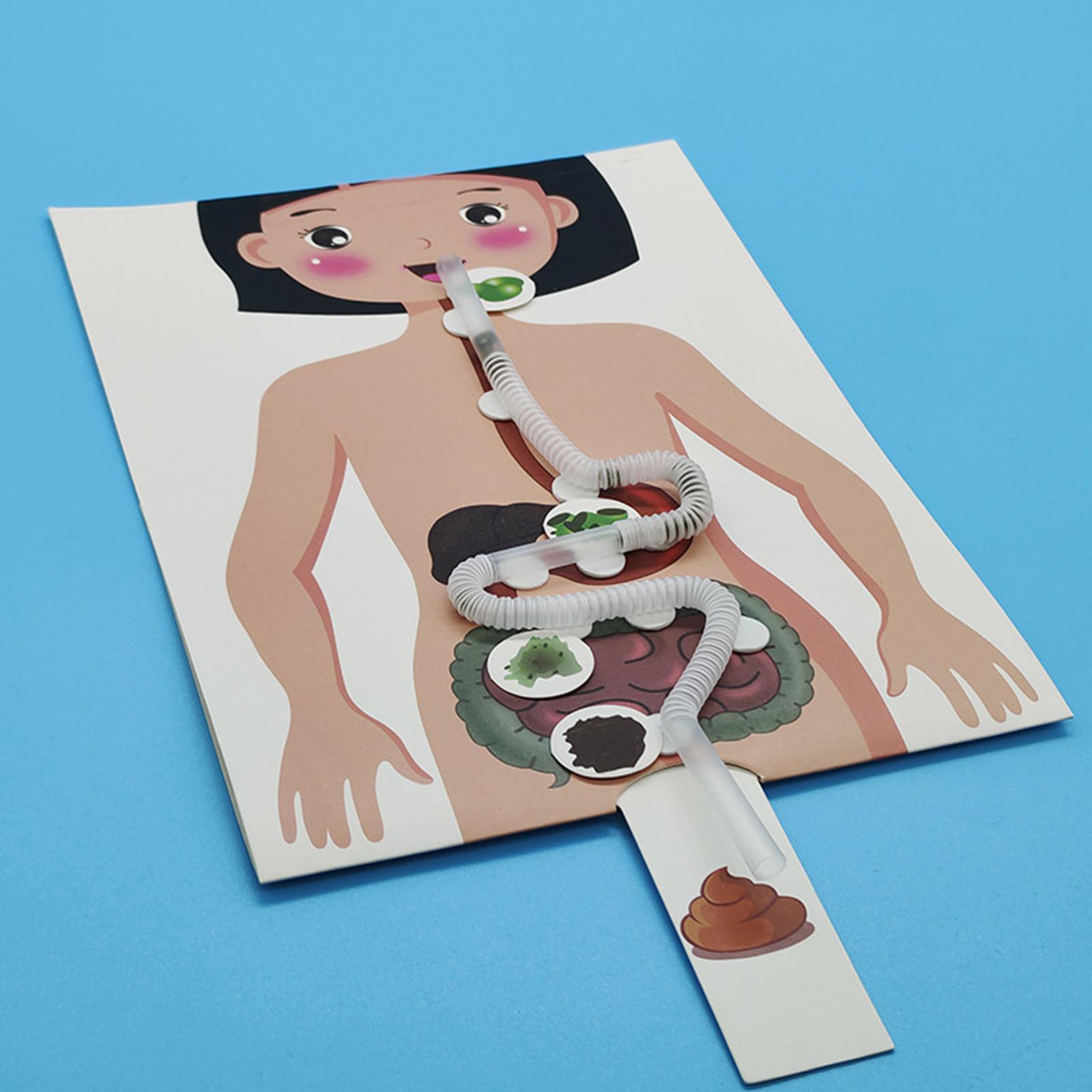 İnsan Sindirim Sistemi Modeli, - Human Body Puzzle incelemesi ve fiyatı