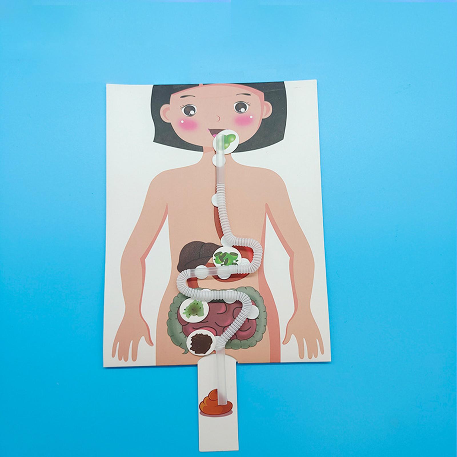 İnsan Sindirim Sistemi Modeli, - Human Body Puzzle incelemesi ve fiyatı
