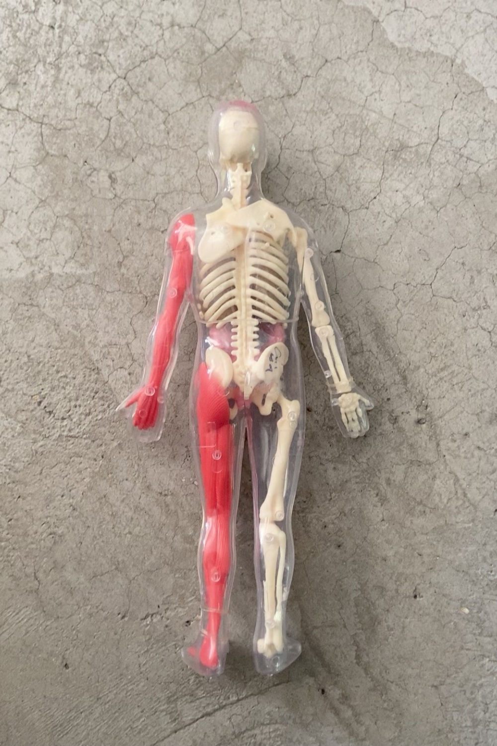 Stokta Mevcut Varsayılan Kusur - Human Body Puzzle incelemesi ve fiyatı
