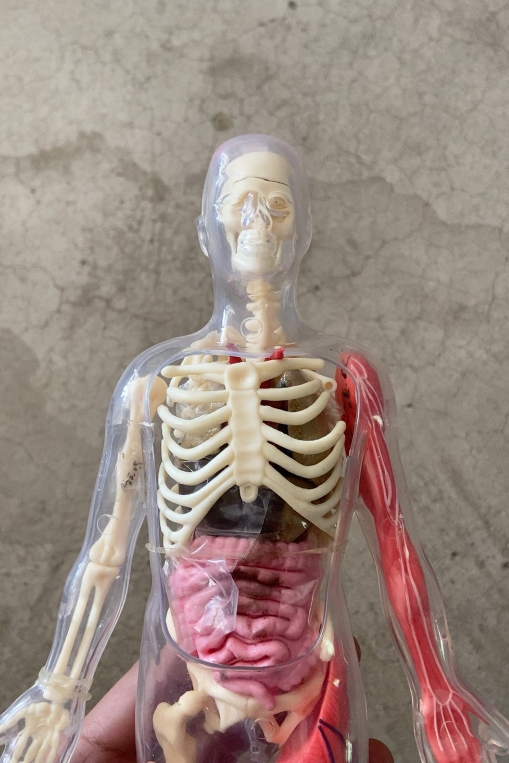 Stokta Mevcut Varsayılan Kusur - Human Body Puzzle incelemesi ve fiyatı