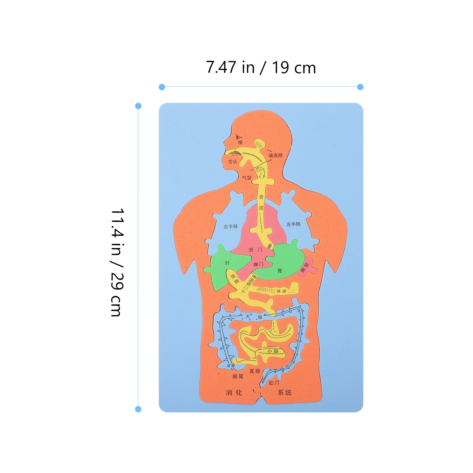3 Parçalı İnsan Organları Yapb - Human Body Puzzle incelemesi ve fiyatı