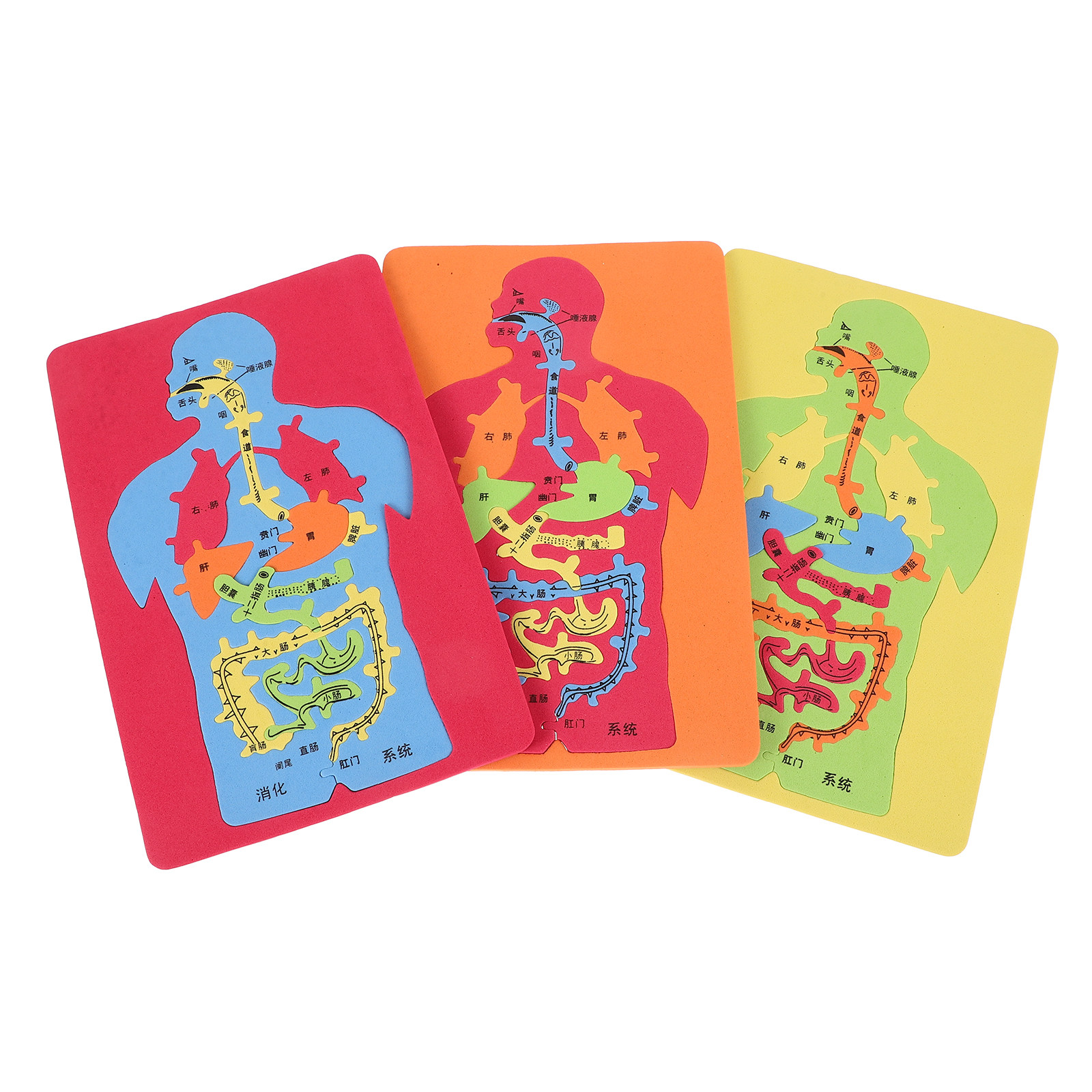 3 Parçalı İnsan Organları Yapb - Human Body Puzzle incelemesi ve fiyatı
