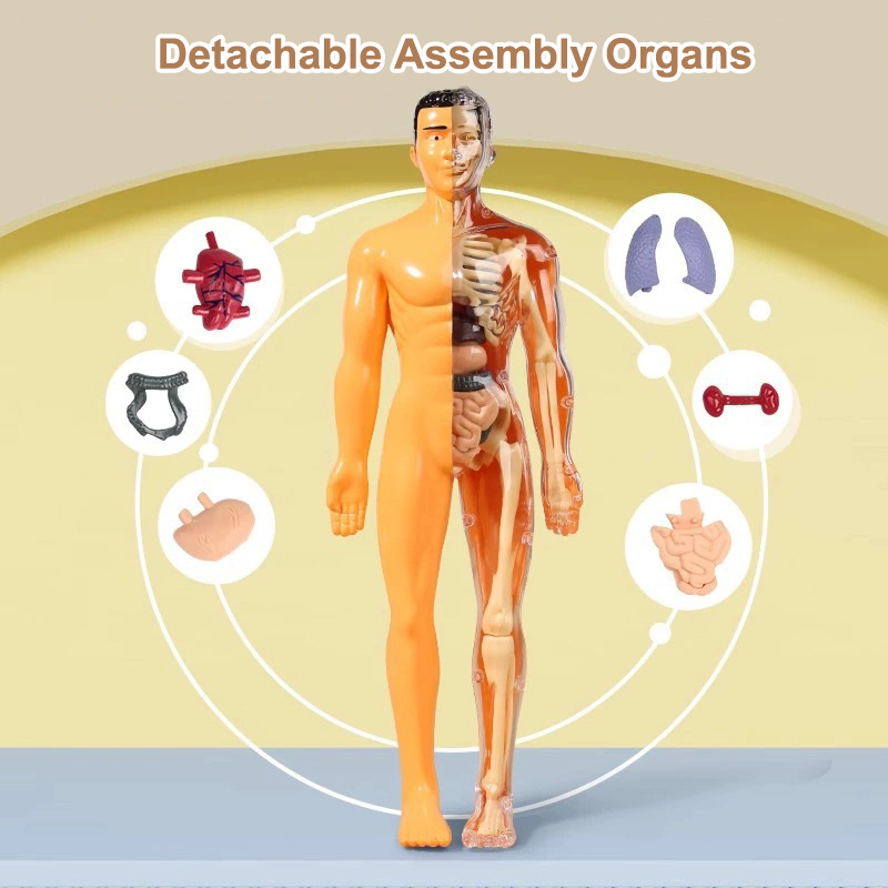 3D insan Torso modeli çocuk an - Human Body Puzzle incelemesi ve fiyatı