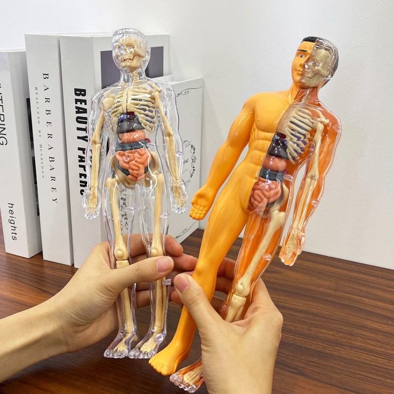 3D insan Torso modeli çocuk an - Human Body Puzzle incelemesi ve fiyatı