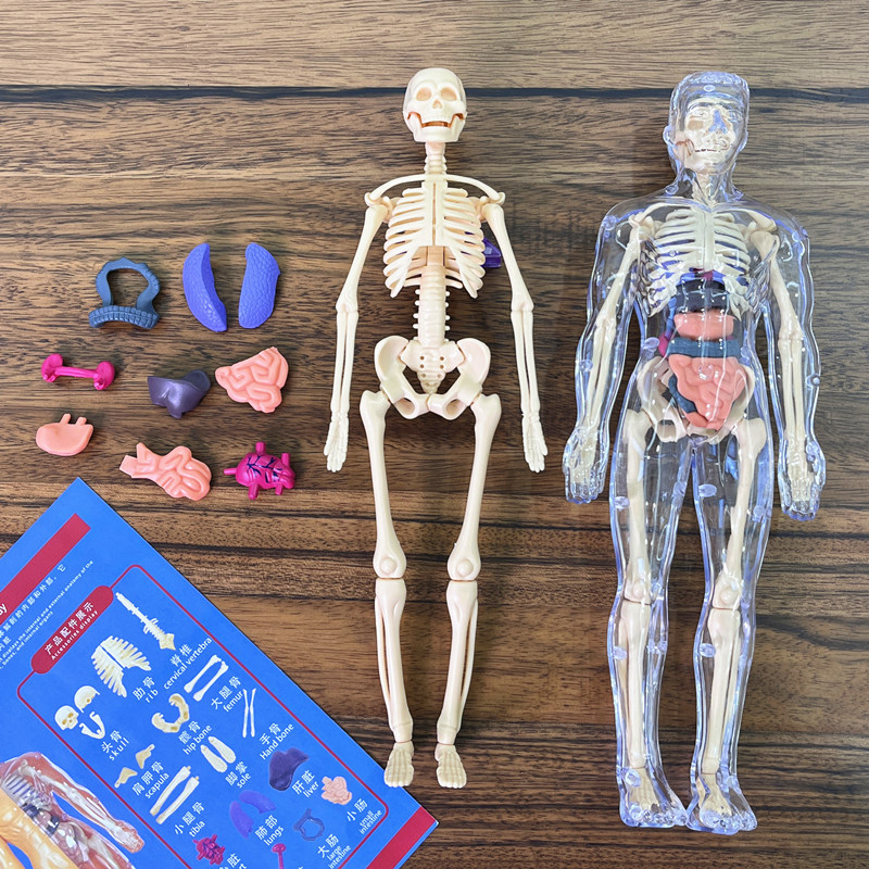 3D insan Torso modeli çocuk an - Human Body Puzzle incelemesi ve fiyatı